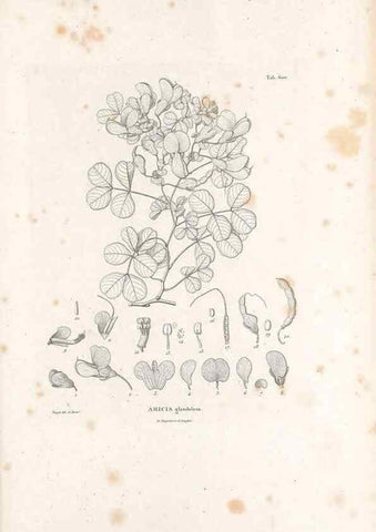 Reproducción/Reproduction 49522004142: Nova genera et species plantarum :. Antverpiae :Ex officina Christophori Plantini ...,1576.. 