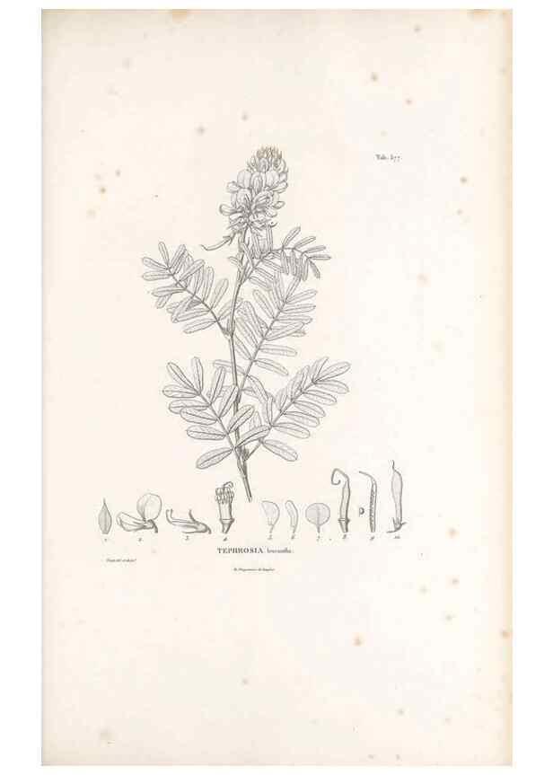 Reproducción/Reproduction 49521998797: Nova genera et species plantarum :. Antverpiae :Ex officina Christophori Plantini ...,1576.. 