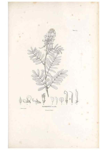 Reproducción/Reproduction 49521998797: Nova genera et species plantarum :. Antverpiae :Ex officina Christophori Plantini ...,1576.. 