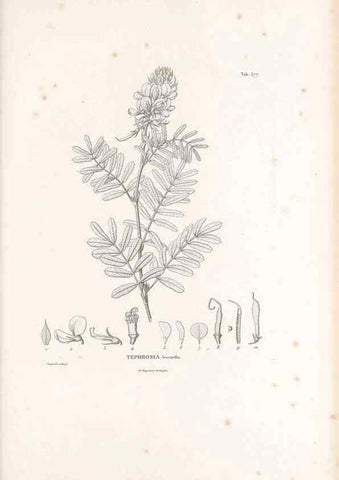 Reproducción/Reproduction 49521998797: Nova genera et species plantarum :. Antverpiae :Ex officina Christophori Plantini ...,1576.. 