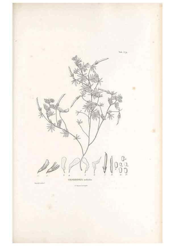 Reproducción/Reproduction 49521263493: Nova genera et species plantarum :. Antverpiae :Ex officina Christophori Plantini ...,1576.. 