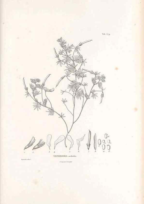 Reproducción/Reproduction 49521263493: Nova genera et species plantarum :. Antverpiae :Ex officina Christophori Plantini ...,1576.. 