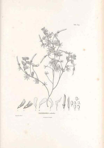 Reproducción/Reproduction 49521263493: Nova genera et species plantarum :. Antverpiae :Ex officina Christophori Plantini ...,1576.. 