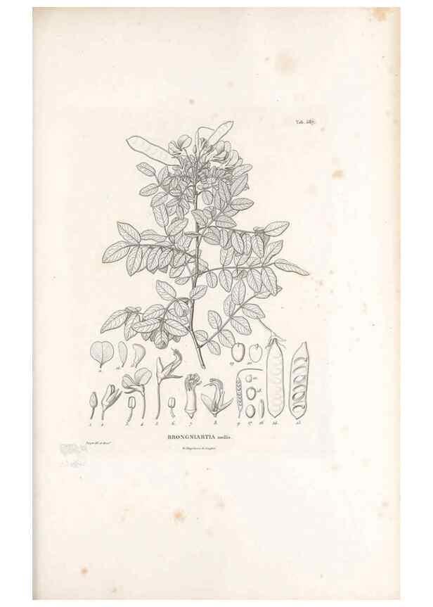 Reproducción/Reproduction 49521263853: Nova genera et species plantarum :. Antverpiae :Ex officina Christophori Plantini ...,1576.. 