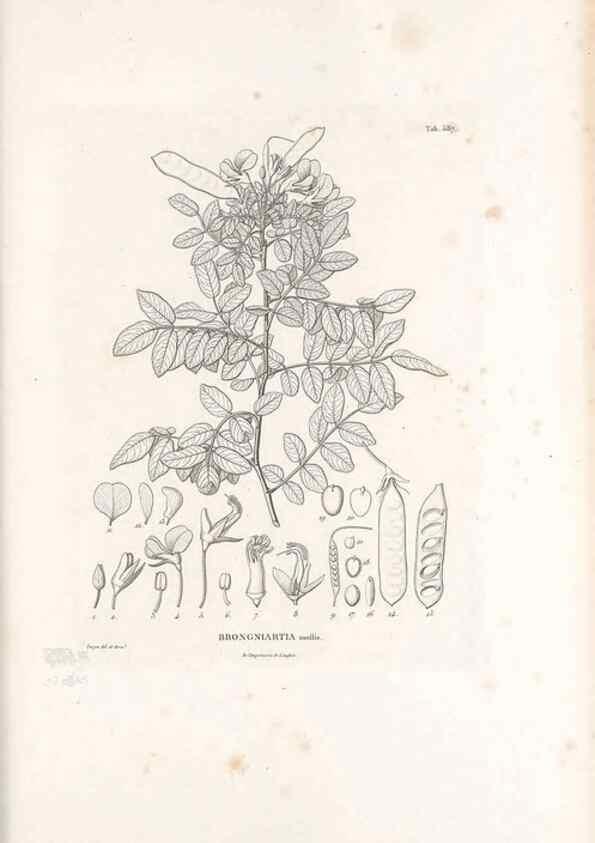 Reproducción/Reproduction 49521263853: Nova genera et species plantarum :. Antverpiae :Ex officina Christophori Plantini ...,1576.. 