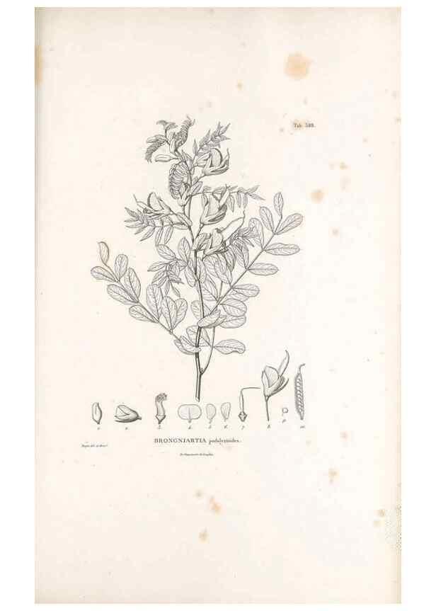 Reproducción/Reproduction 49521999777: Nova genera et species plantarum :. Antverpiae :Ex officina Christophori Plantini ...,1576.. 