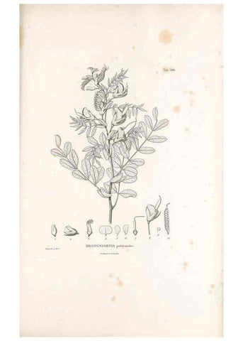 Reproducción/Reproduction 49521999777: Nova genera et species plantarum :. Antverpiae :Ex officina Christophori Plantini ...,1576.. 