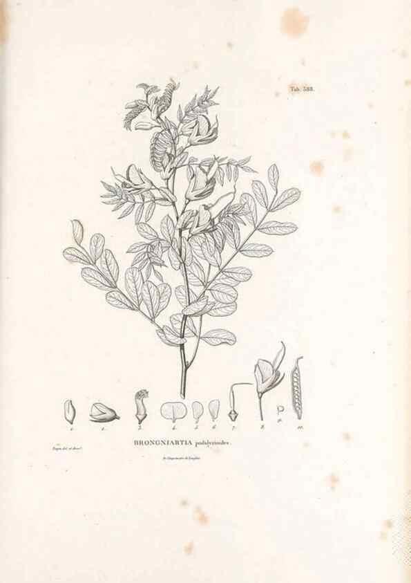 Reproducción/Reproduction 49521999777: Nova genera et species plantarum :. Antverpiae :Ex officina Christophori Plantini ...,1576.. 