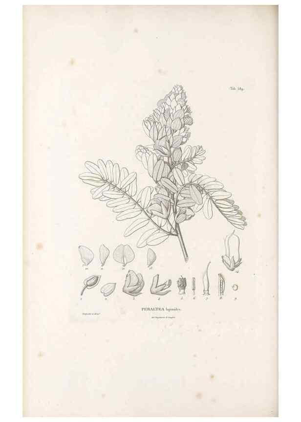 Reproducción/Reproduction 49522000137: Nova genera et species plantarum :. Antverpiae :Ex officina Christophori Plantini ...,1576.. 