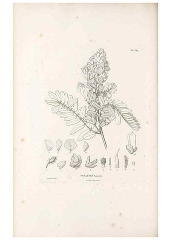 Reproducción/Reproduction 49522000137: Nova genera et species plantarum :. Antverpiae :Ex officina Christophori Plantini ...,1576.. 