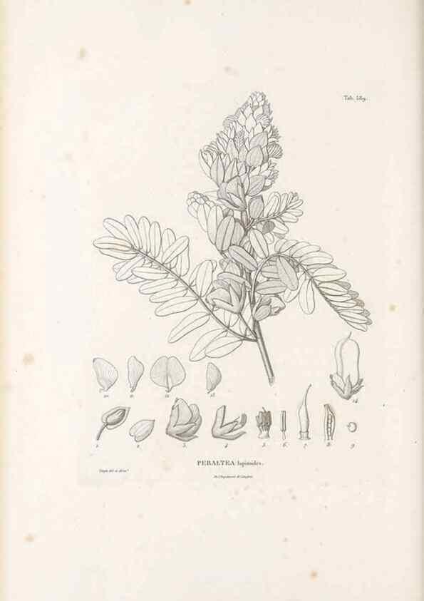 Reproducción/Reproduction 49522000137: Nova genera et species plantarum :. Antverpiae :Ex officina Christophori Plantini ...,1576.. 