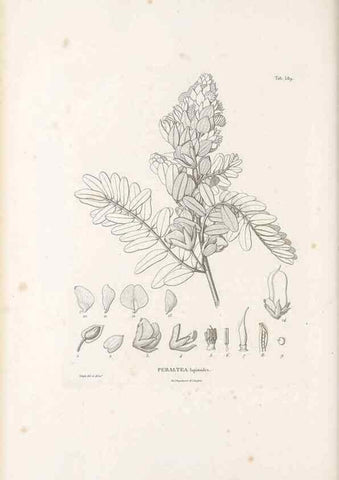 Reproducción/Reproduction 49522000137: Nova genera et species plantarum :. Antverpiae :Ex officina Christophori Plantini ...,1576.. 
