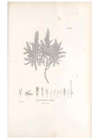 Reproducción/Reproduction 49521788246: Nova genera et species plantarum :. Antverpiae :Ex officina Christophori Plantini ...,1576.. 