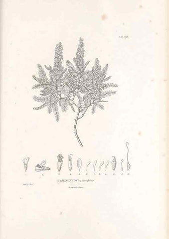 Reproducción/Reproduction 49521788246: Nova genera et species plantarum :. Antverpiae :Ex officina Christophori Plantini ...,1576.. 