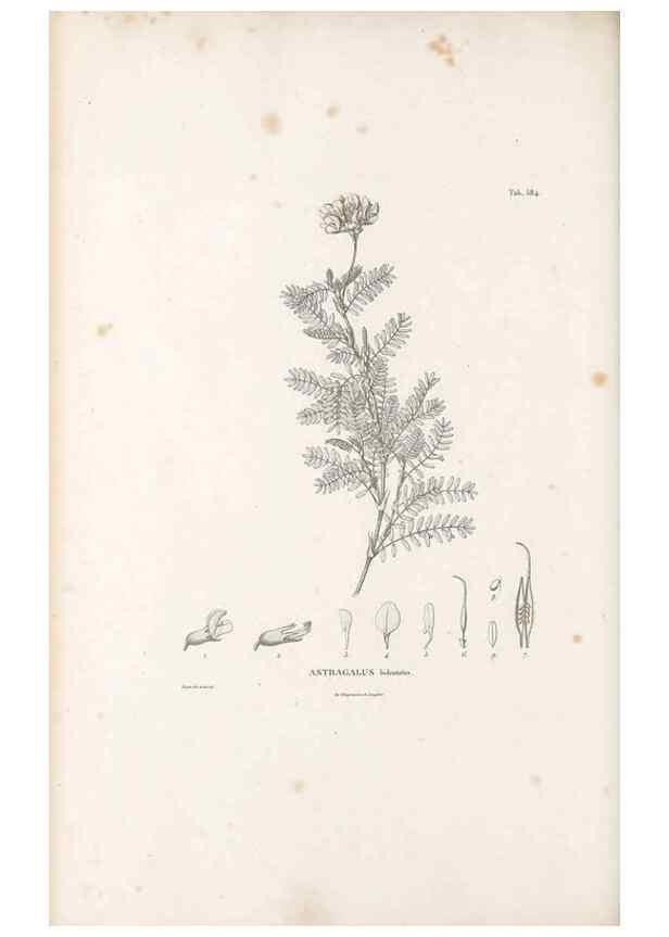 Reproducción/Reproduction 49522000777: Nova genera et species plantarum :. Antverpiae :Ex officina Christophori Plantini ...,1576.. 