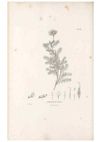 Reproducción/Reproduction 49522000777: Nova genera et species plantarum :. Antverpiae :Ex officina Christophori Plantini ...,1576.. 