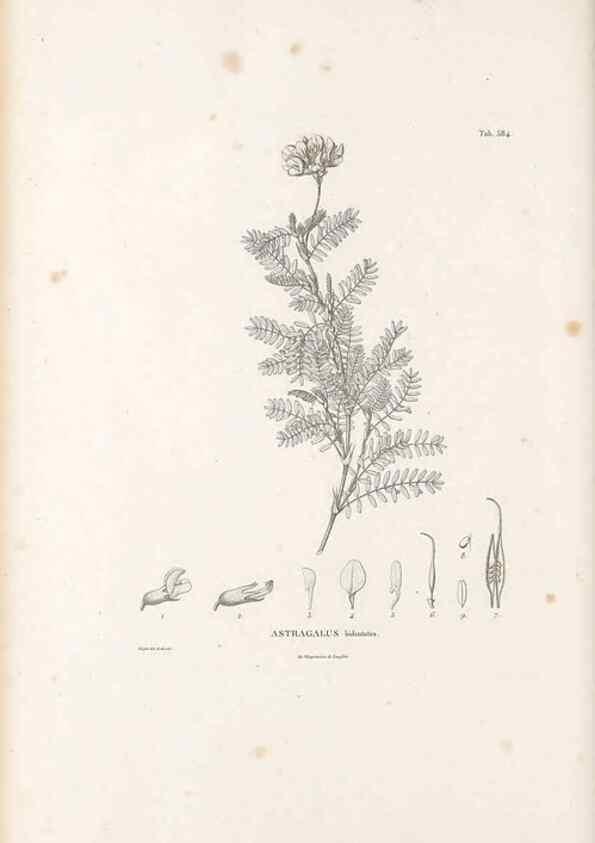 Reproducción/Reproduction 49522000777: Nova genera et species plantarum :. Antverpiae :Ex officina Christophori Plantini ...,1576.. 