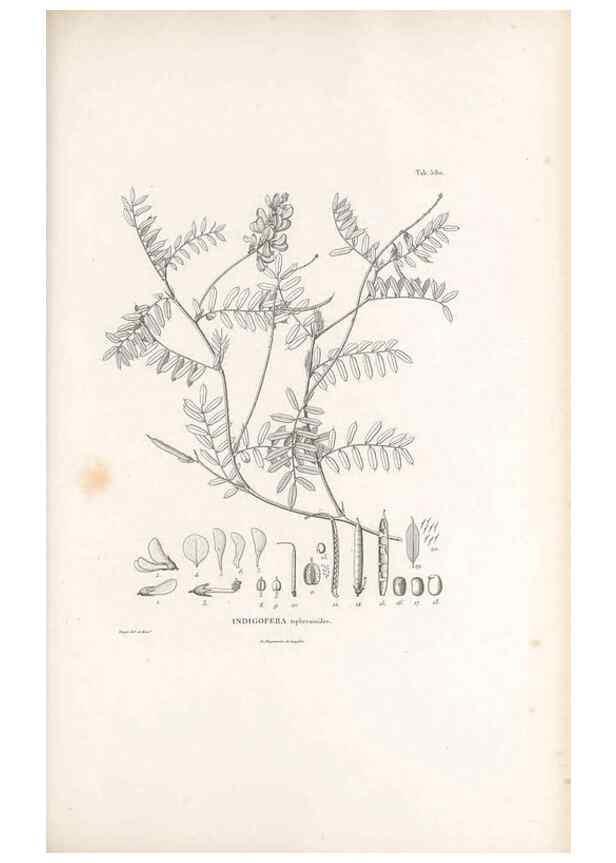 Reproducción/Reproduction 49521262448: Nova genera et species plantarum :. Antverpiae :Ex officina Christophori Plantini ...,1576.. 