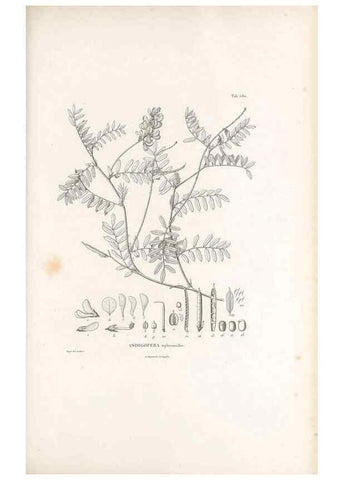 Reproducción/Reproduction 49521262448: Nova genera et species plantarum :. Antverpiae :Ex officina Christophori Plantini ...,1576.. 