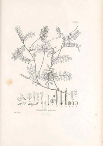 Reproducción/Reproduction 49521262448: Nova genera et species plantarum :. Antverpiae :Ex officina Christophori Plantini ...,1576.. 