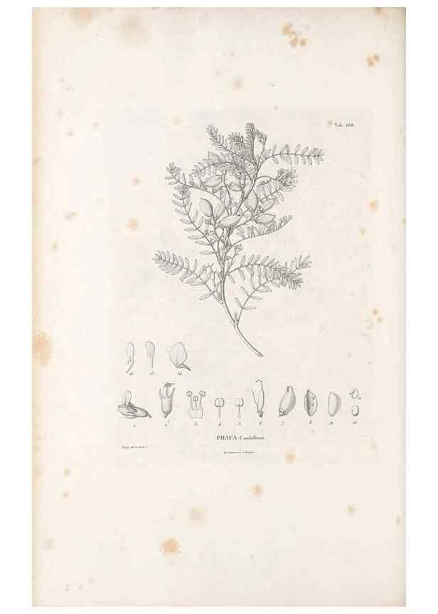 Reproducción/Reproduction 49521788876: Nova genera et species plantarum :. Antverpiae :Ex officina Christophori Plantini ...,1576.. 
