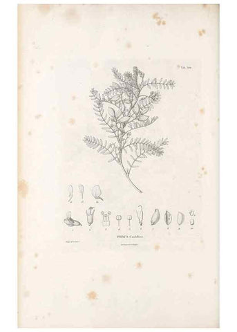 Reproducción/Reproduction 49521788876: Nova genera et species plantarum :. Antverpiae :Ex officina Christophori Plantini ...,1576.. 