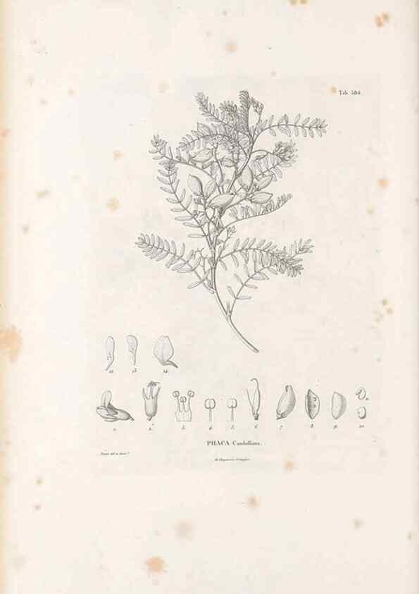 Reproducción/Reproduction 49521788876: Nova genera et species plantarum :. Antverpiae :Ex officina Christophori Plantini ...,1576.. 