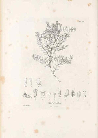 Reproducción/Reproduction 49521788876: Nova genera et species plantarum :. Antverpiae :Ex officina Christophori Plantini ...,1576.. 