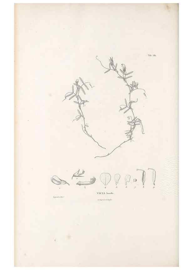 Reproducción/Reproduction 49521789496: Nova genera et species plantarum :. Antverpiae :Ex officina Christophori Plantini ...,1576.. 