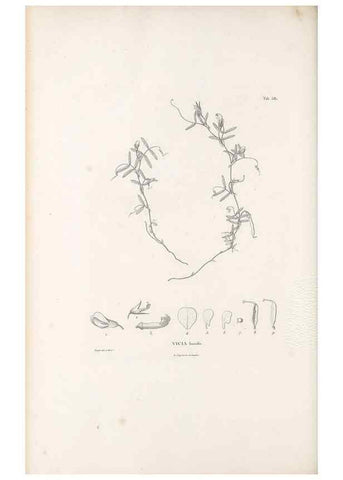 Reproducción/Reproduction 49521789496: Nova genera et species plantarum :. Antverpiae :Ex officina Christophori Plantini ...,1576.. 