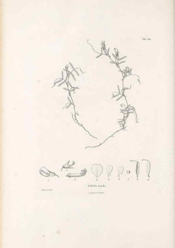 Reproducción/Reproduction 49521789496: Nova genera et species plantarum :. Antverpiae :Ex officina Christophori Plantini ...,1576.. 