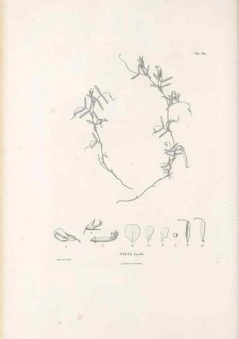 Reproducción/Reproduction 49521789496: Nova genera et species plantarum :. Antverpiae :Ex officina Christophori Plantini ...,1576.. 