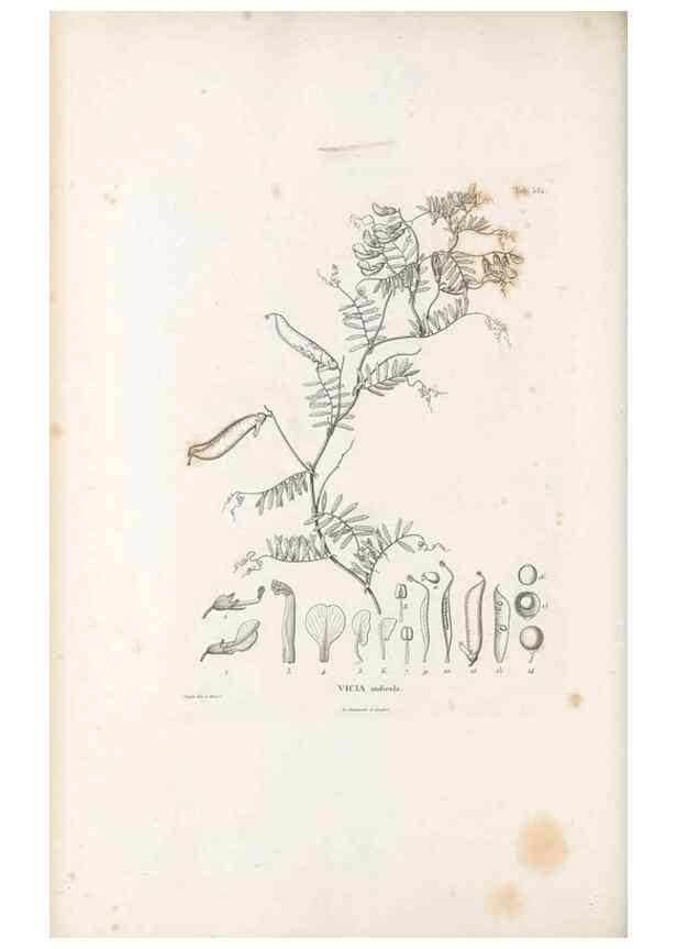 Reproducción/Reproduction 49522001932: Nova genera et species plantarum :. Antverpiae :Ex officina Christophori Plantini ...,1576.. 