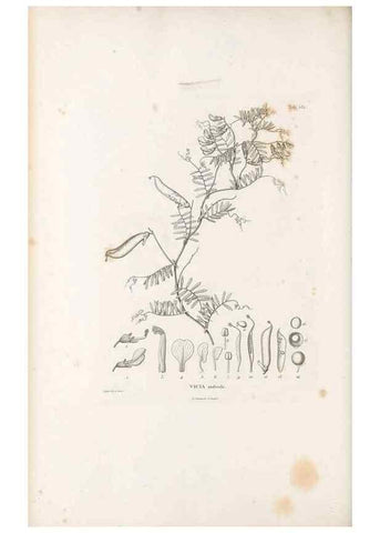 Reproducción/Reproduction 49522001932: Nova genera et species plantarum :. Antverpiae :Ex officina Christophori Plantini ...,1576.. 
