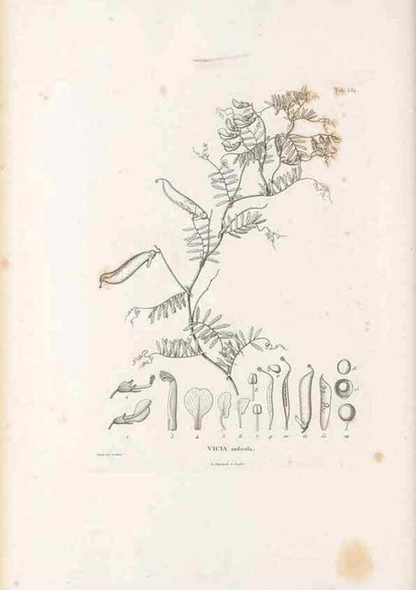 Reproducción/Reproduction 49522001932: Nova genera et species plantarum :. Antverpiae :Ex officina Christophori Plantini ...,1576.. 