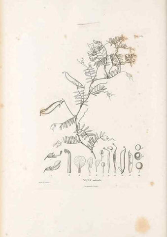 Reproducción/Reproduction 49522001932: Nova genera et species plantarum :. Antverpiae :Ex officina Christophori Plantini ...,1576.. 