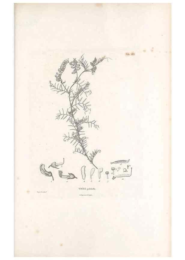Reproducción/Reproduction 49521790281: Nova genera et species plantarum :. Antverpiae :Ex officina Christophori Plantini ...,1576.. 