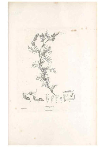 Reproducción/Reproduction 49521790281: Nova genera et species plantarum :. Antverpiae :Ex officina Christophori Plantini ...,1576.. 