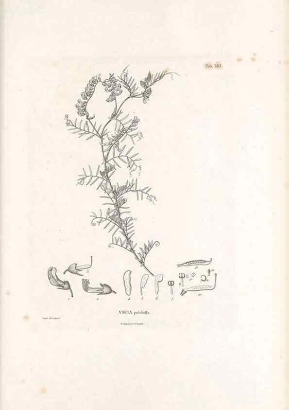 Reproducción/Reproduction 49521790281: Nova genera et species plantarum :. Antverpiae :Ex officina Christophori Plantini ...,1576.. 