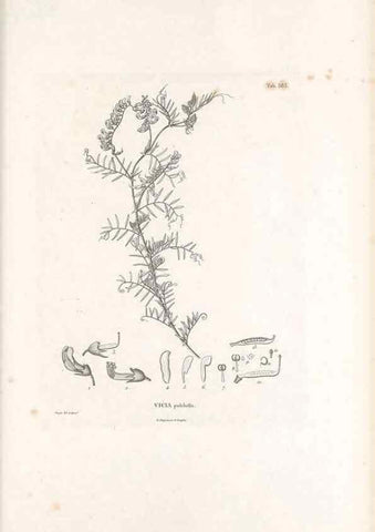 Reproducción/Reproduction 49521790281: Nova genera et species plantarum :. Antverpiae :Ex officina Christophori Plantini ...,1576.. 