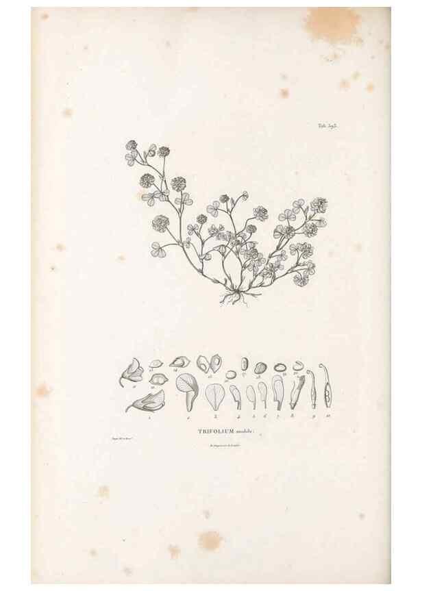 Reproducción/Reproduction 49521790616: Nova genera et species plantarum :. Antverpiae :Ex officina Christophori Plantini ...,1576.. 