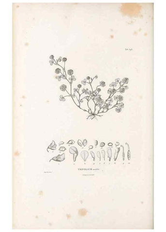 Reproducción/Reproduction 49521790616: Nova genera et species plantarum :. Antverpiae :Ex officina Christophori Plantini ...,1576.. 