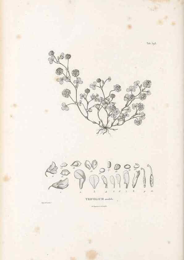Reproducción/Reproduction 49521790616: Nova genera et species plantarum :. Antverpiae :Ex officina Christophori Plantini ...,1576.. 