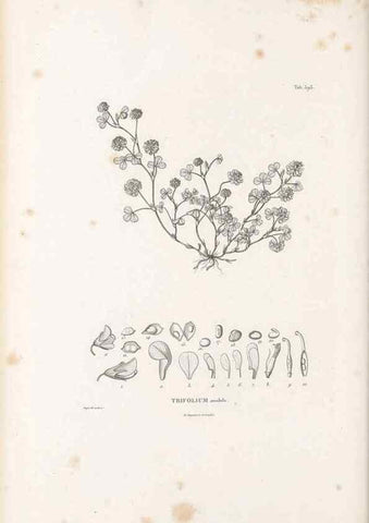 Reproducción/Reproduction 49521790616: Nova genera et species plantarum :. Antverpiae :Ex officina Christophori Plantini ...,1576.. 