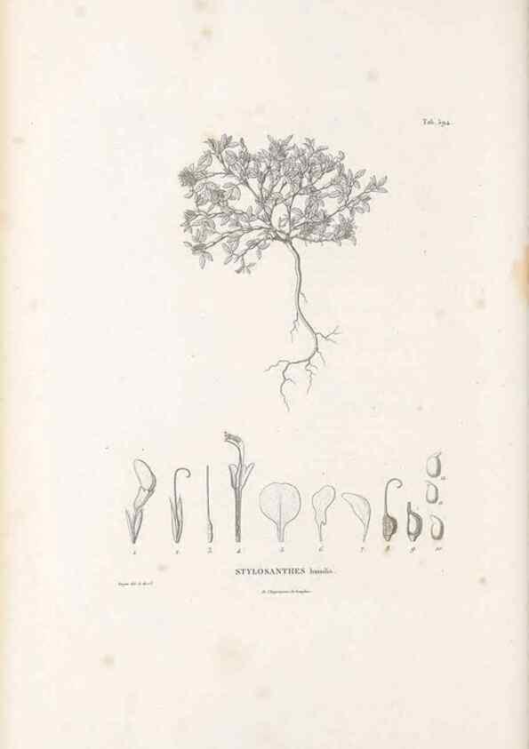 Reproducción/Reproduction 49521791051: Nova genera et species plantarum :. Antverpiae :Ex officina Christophori Plantini ...,1576.. 