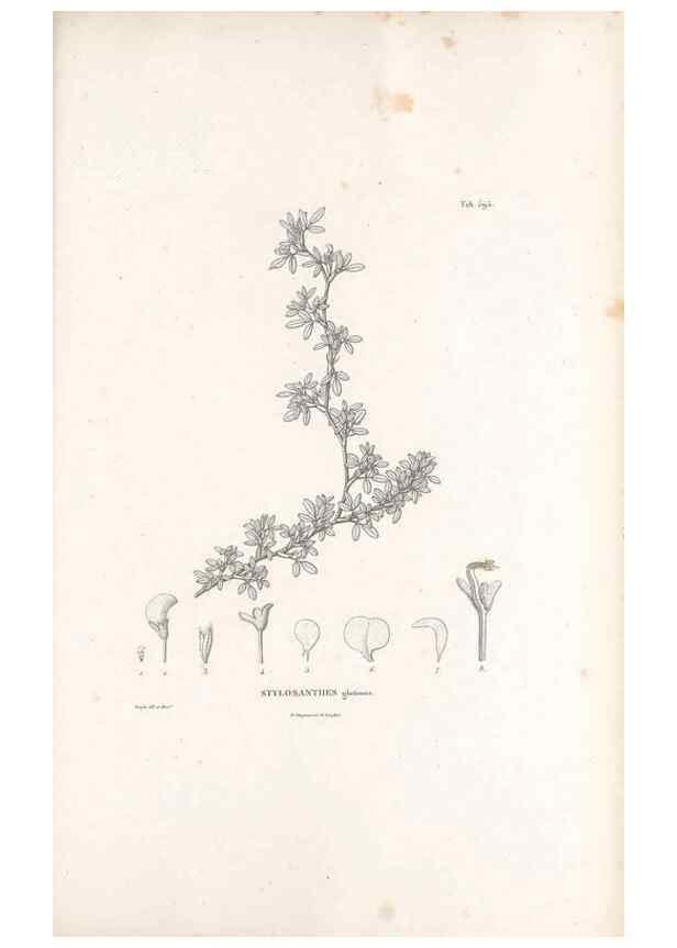 Reproducción/Reproduction 49522003332: Nova genera et species plantarum :. Antverpiae :Ex officina Christophori Plantini ...,1576.. 