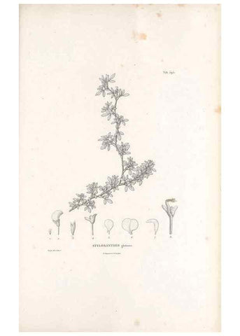 Reproducción/Reproduction 49522003332: Nova genera et species plantarum :. Antverpiae :Ex officina Christophori Plantini ...,1576.. 