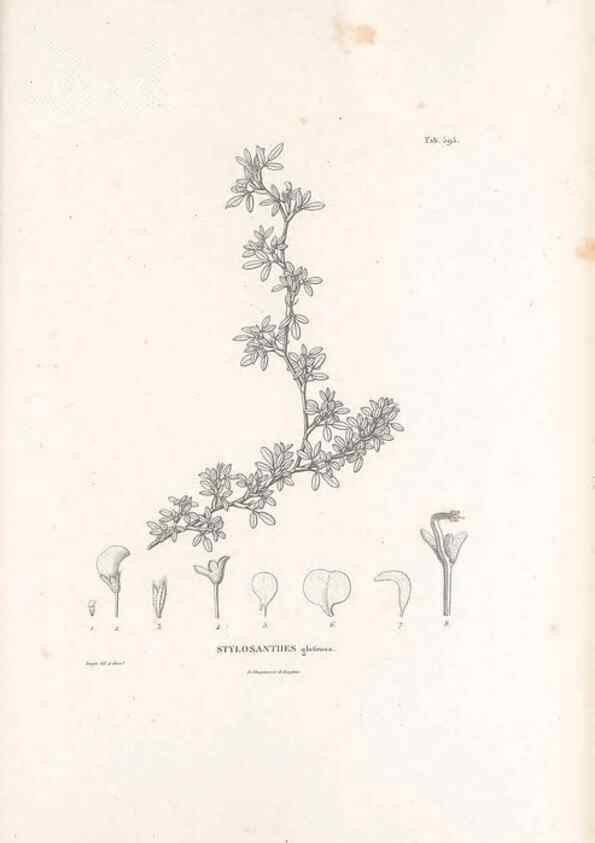Reproducción/Reproduction 49522003332: Nova genera et species plantarum :. Antverpiae :Ex officina Christophori Plantini ...,1576.. 