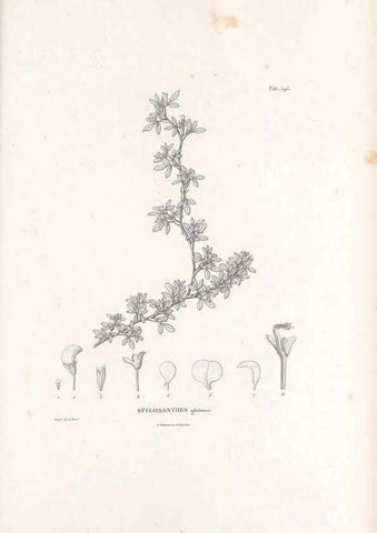 Reproducción/Reproduction 49522003332: Nova genera et species plantarum :. Antverpiae :Ex officina Christophori Plantini ...,1576.. 