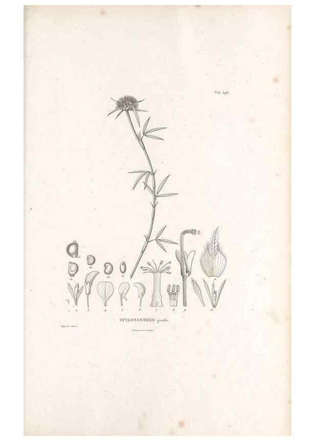Reproducción/Reproduction 49521268323: Nova genera et species plantarum :. Antverpiae :Ex officina Christophori Plantini ...,1576.. 